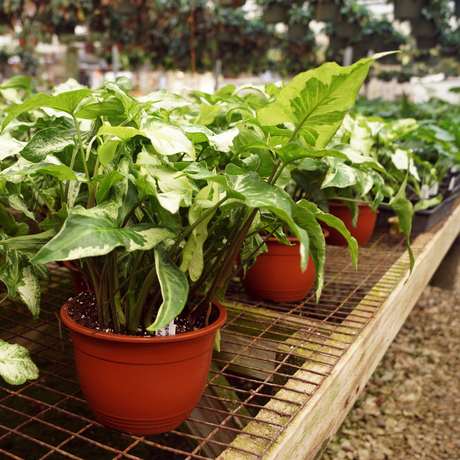 arrowhead hanging plant Syngonium podophyllum 'Three Kings' 6" Hanging Basket