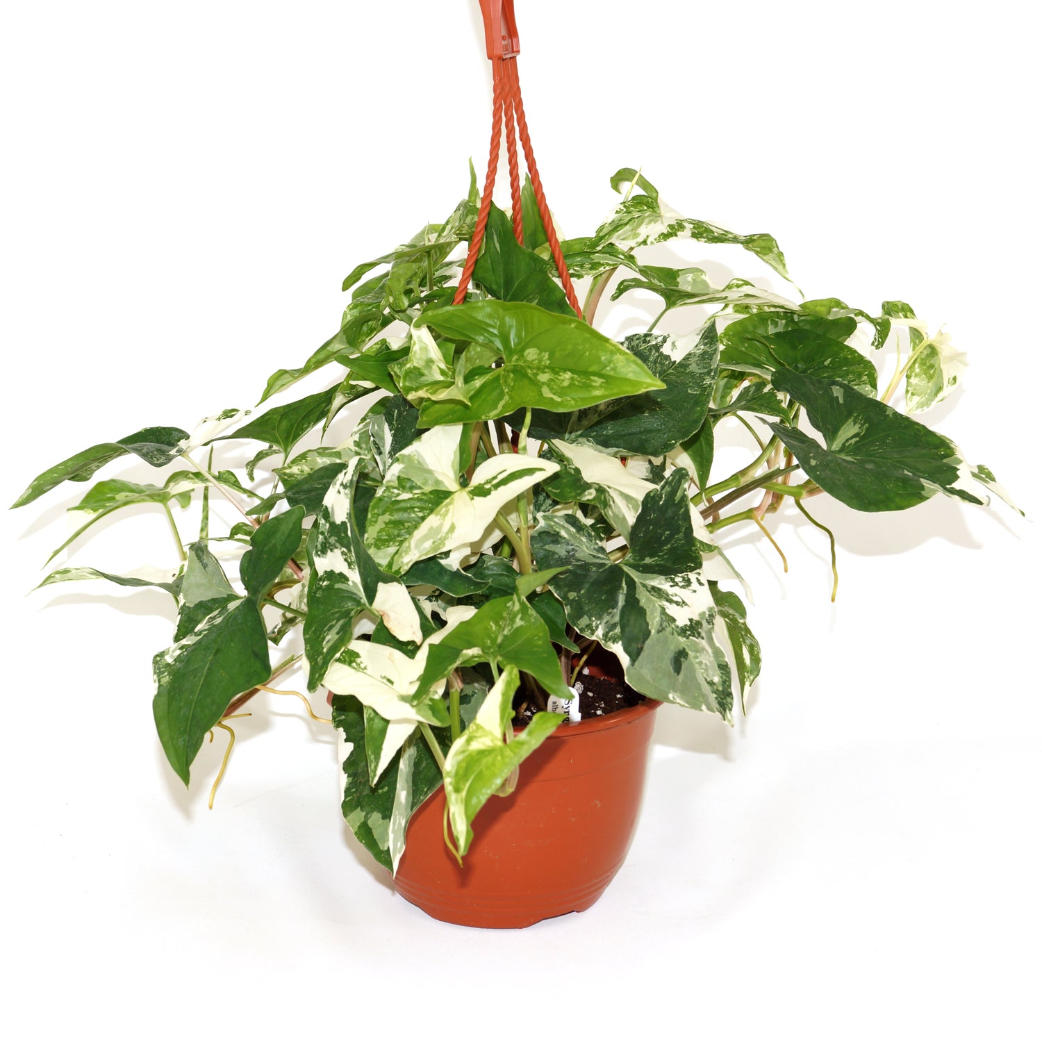 arrowhead plant in hanging basket Syngonium podophyllum albo-variegatum "Marble"