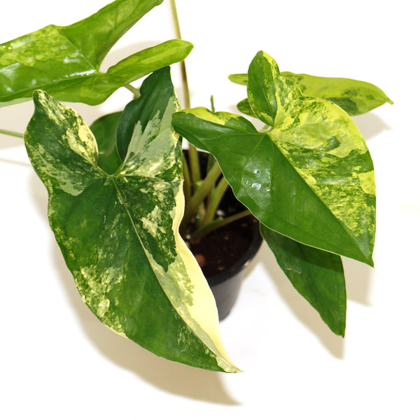 Syngonium podophyllum ‘Aurea' Variegatum (Grower's Choice)