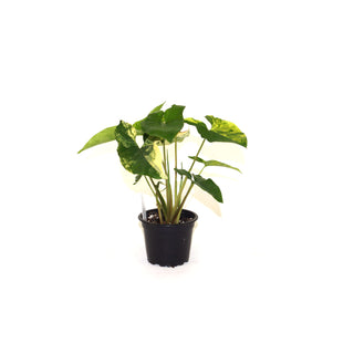 Syngonium podophyllum aurea-variegata