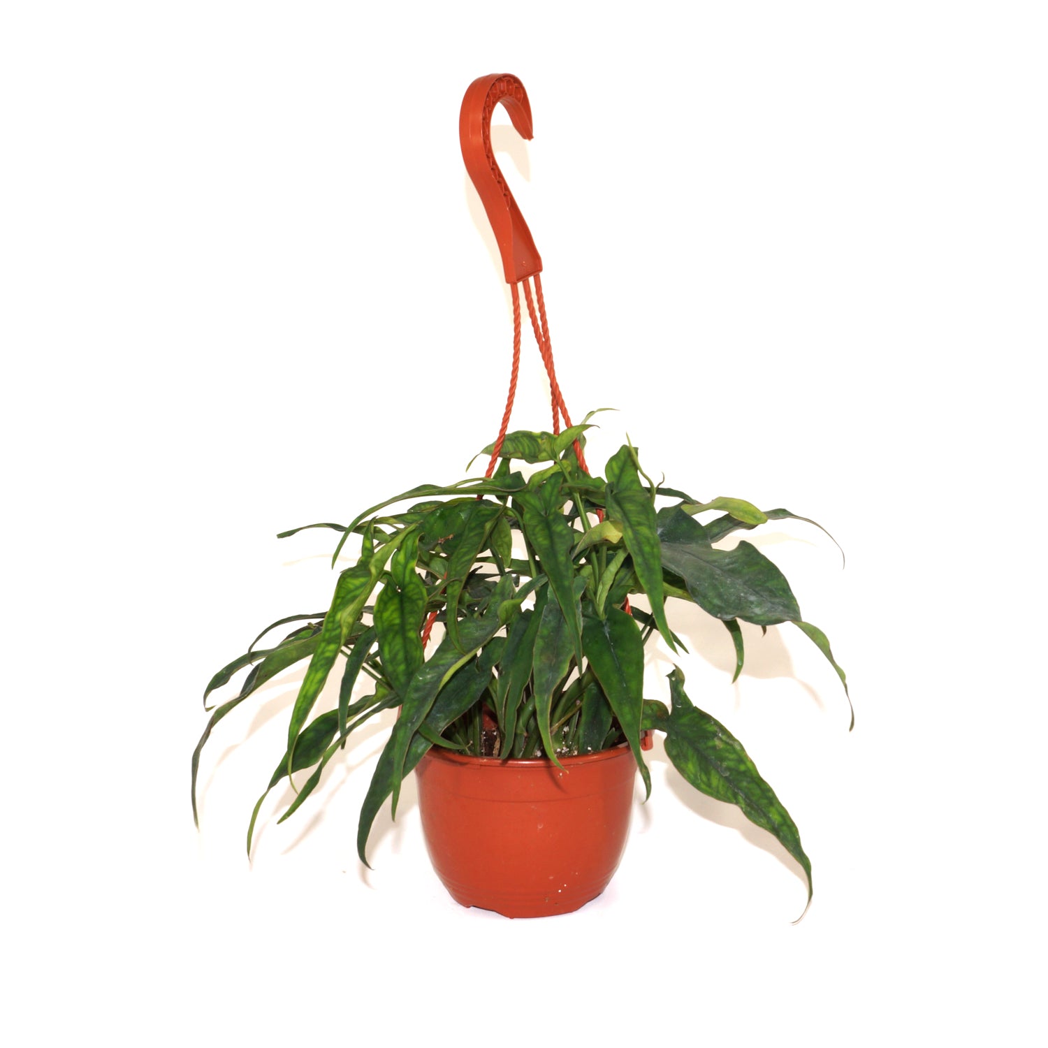 philodendron lance leaf Syngonium sp. "Lance Leaf"