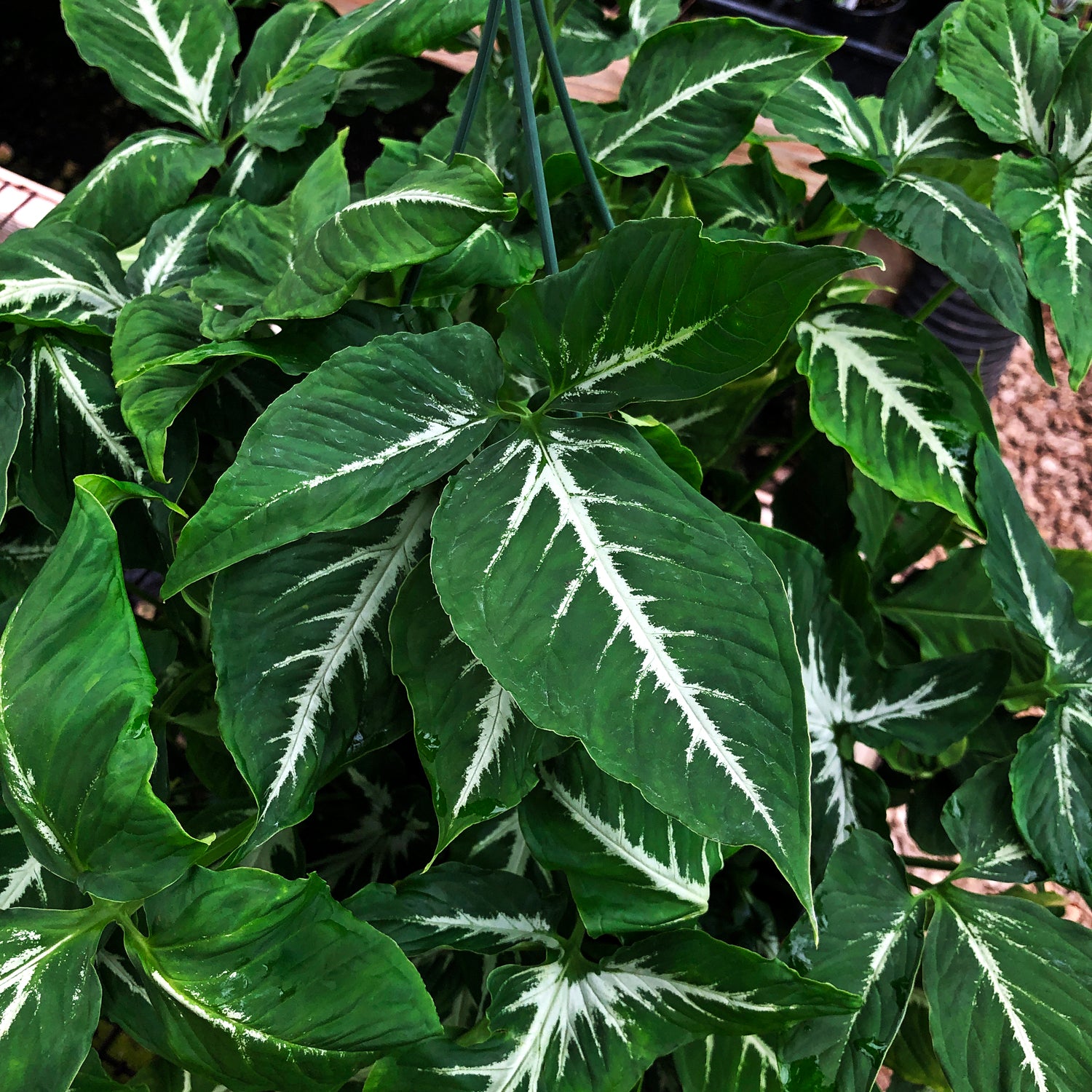anthurium wendlandii SYNGONIUM WENDLANDII
