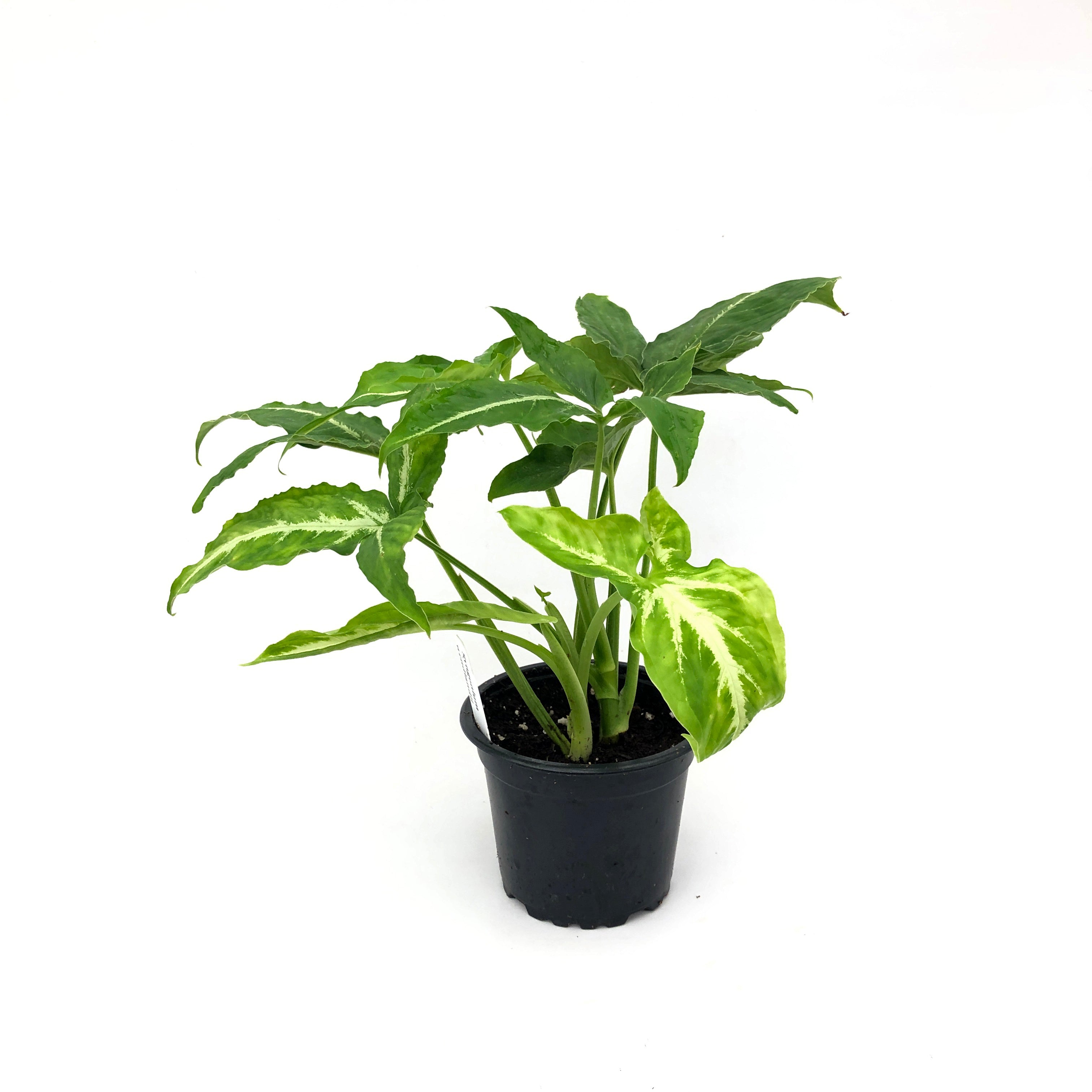 anthurium wendlandii SYNGONIUM WENDLANDII