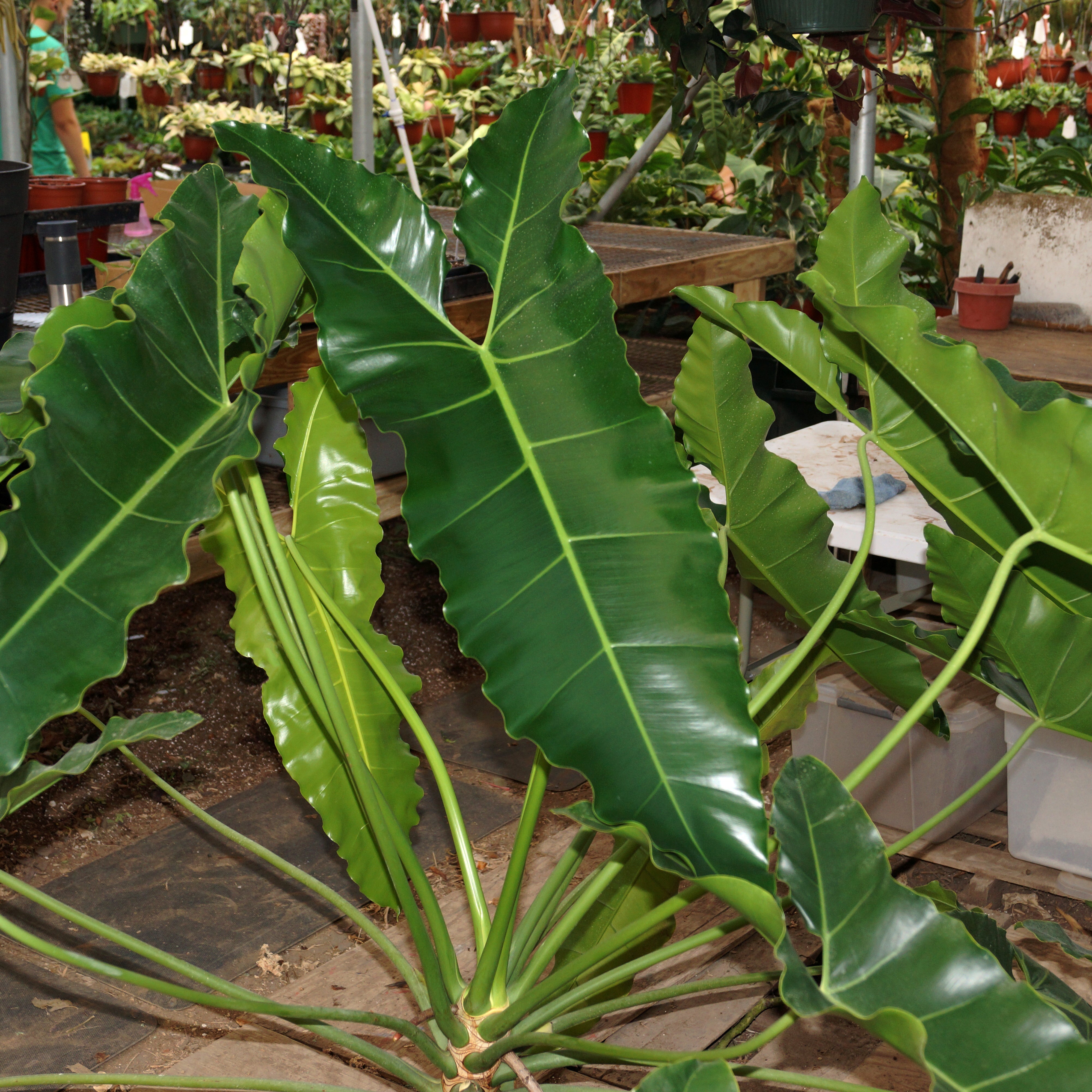 philodendron stenolobum care Thaumatophyllum stenolobum
