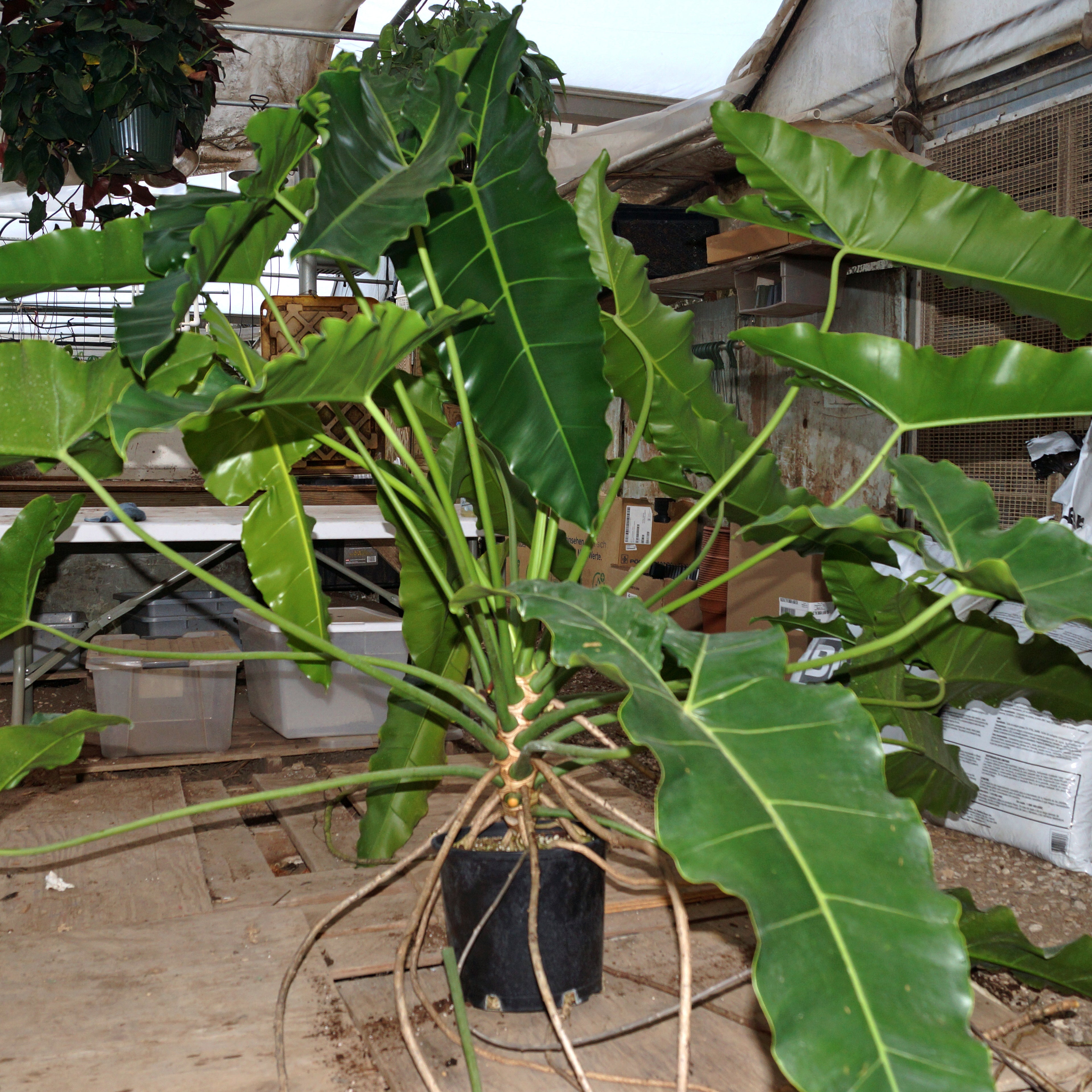 philodendron stenolobum narrow Thaumatophyllum stenolobum