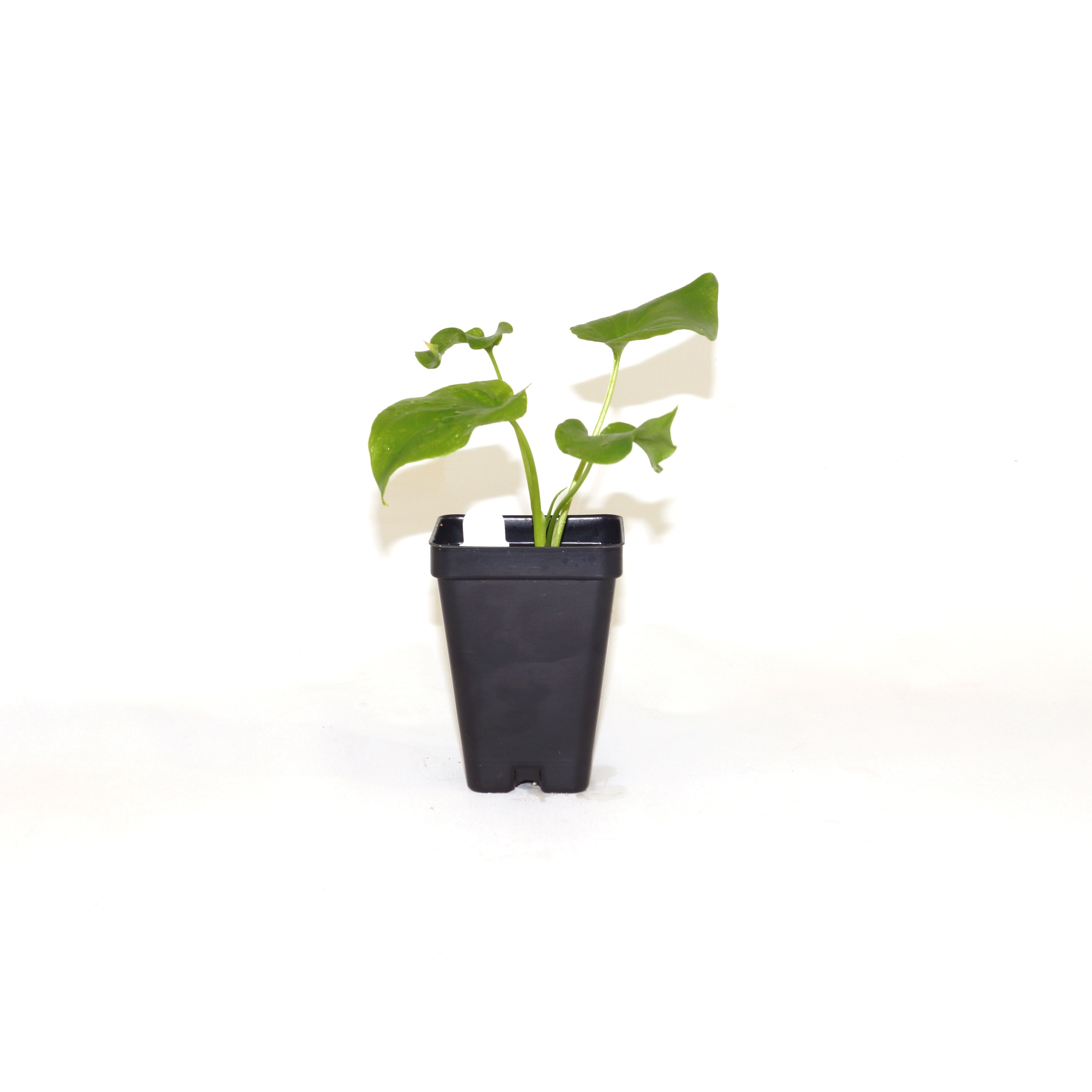 philodendron stenolobum care Thaumatophyllum stenolobum