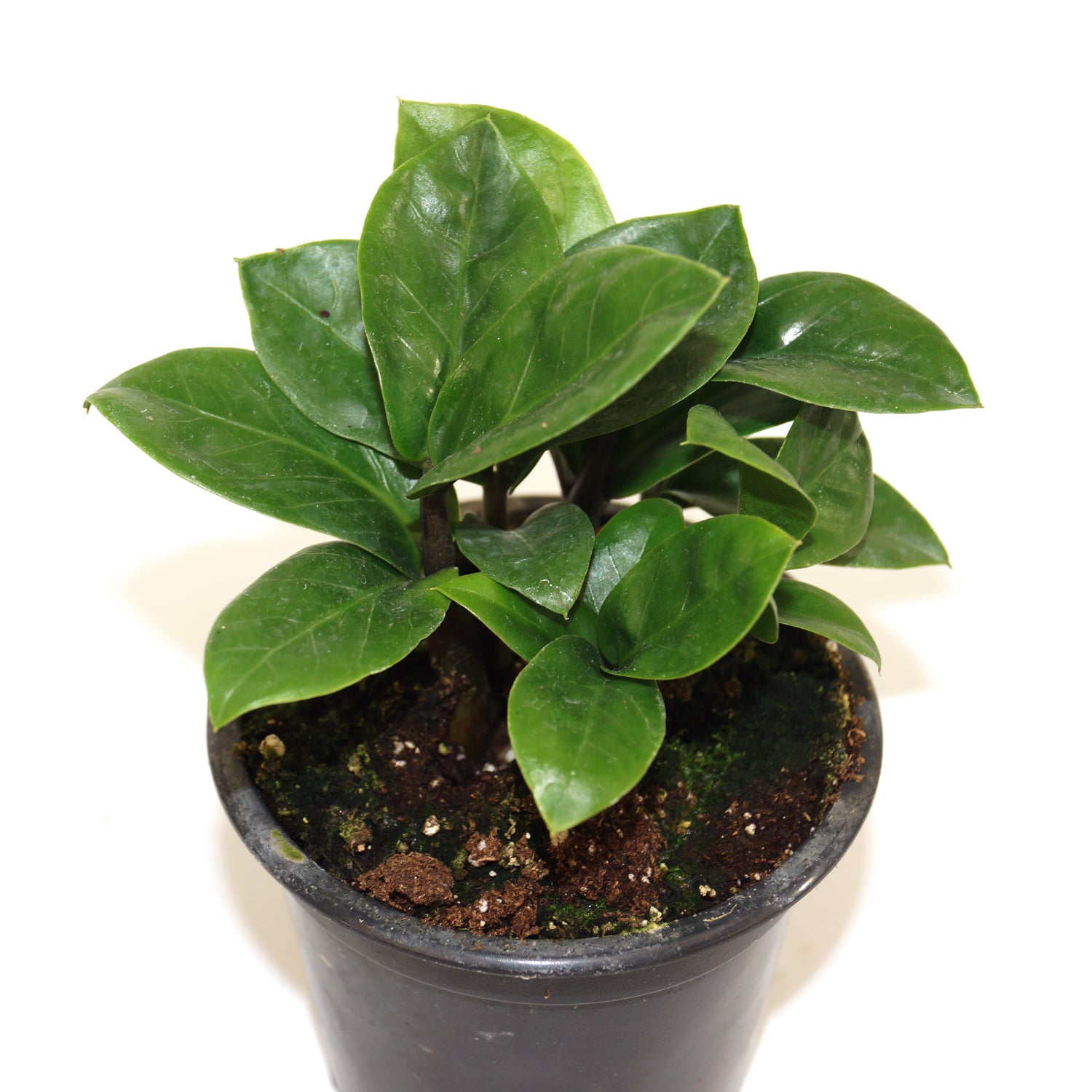 miniature zz plant Zamioculcas zamiifolia 'Zenzi' (Dwarf ZZ Plant)