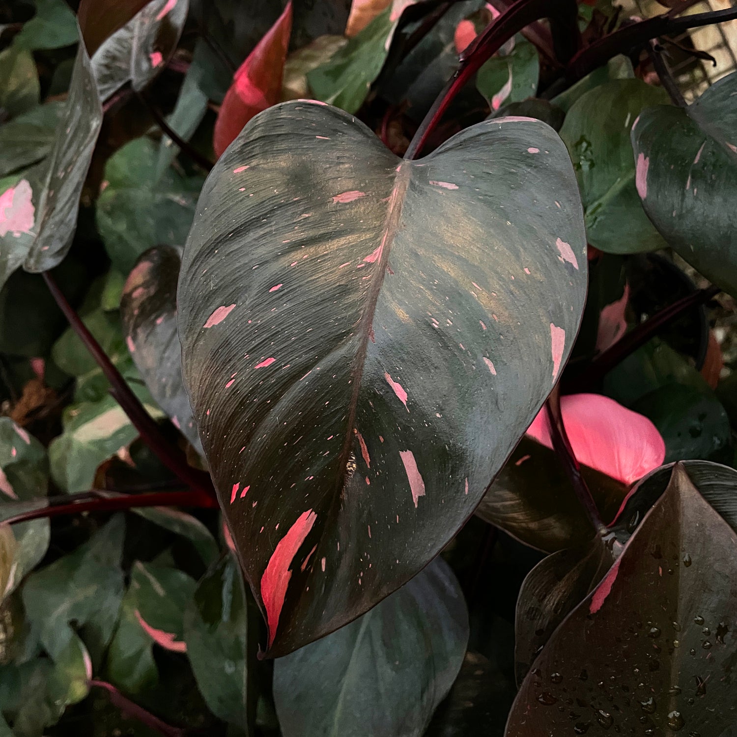 pink princess philodendron burgundy Philodendron 'Pink Princess'