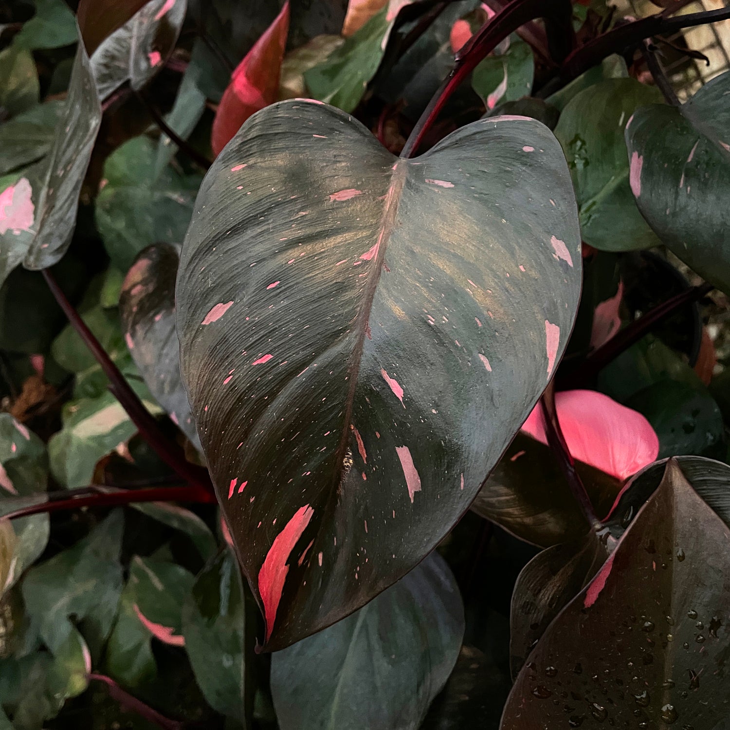 Philodendron 'Pink Princess' - 5.5" Pot (NON TC)