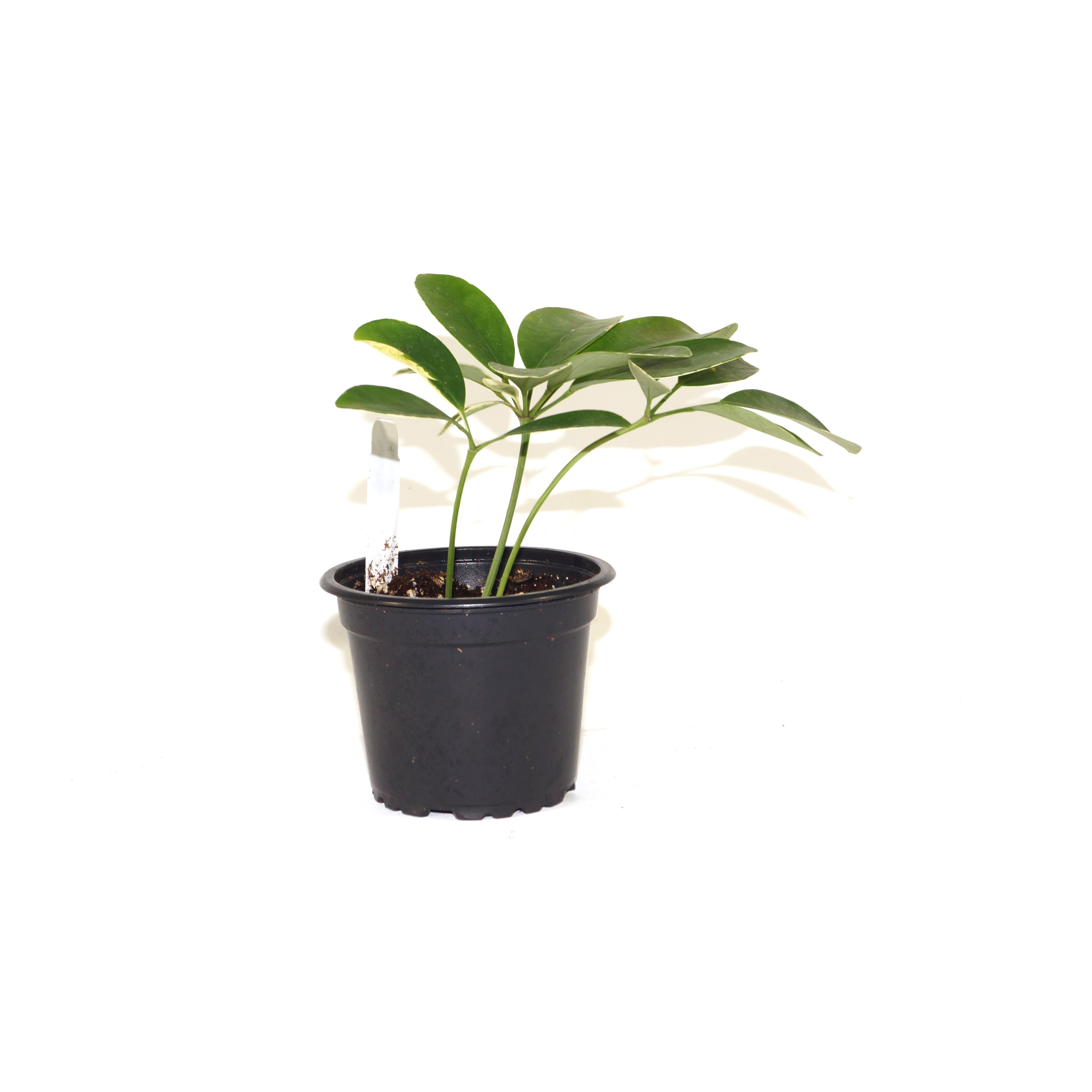 schefflera arboricola soil type Schefflera arboricola variegata