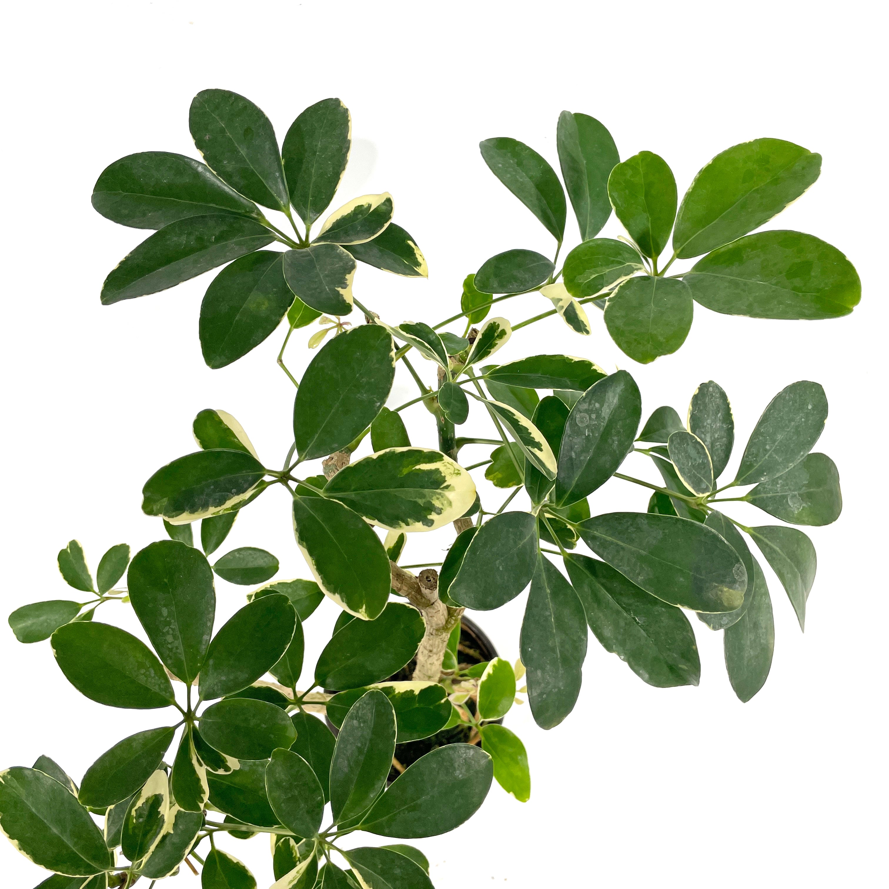 schefflera arboricola white Schefflera arboricola variegata