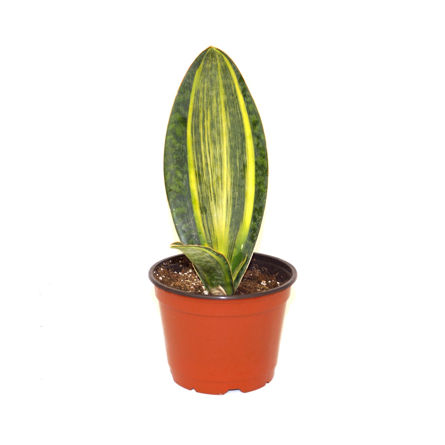 sansevieria mansoniana Sansevieria masoniana "Golden"