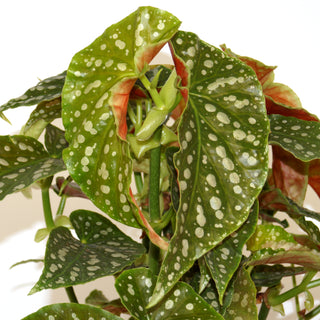 Begonia 'Maryann Flunker'