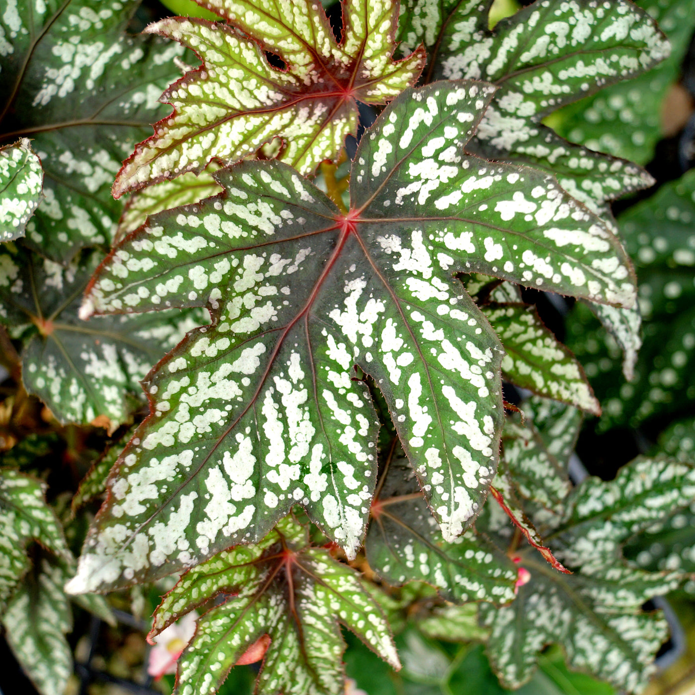 Begonias – Page 9 – Steve's Leaves