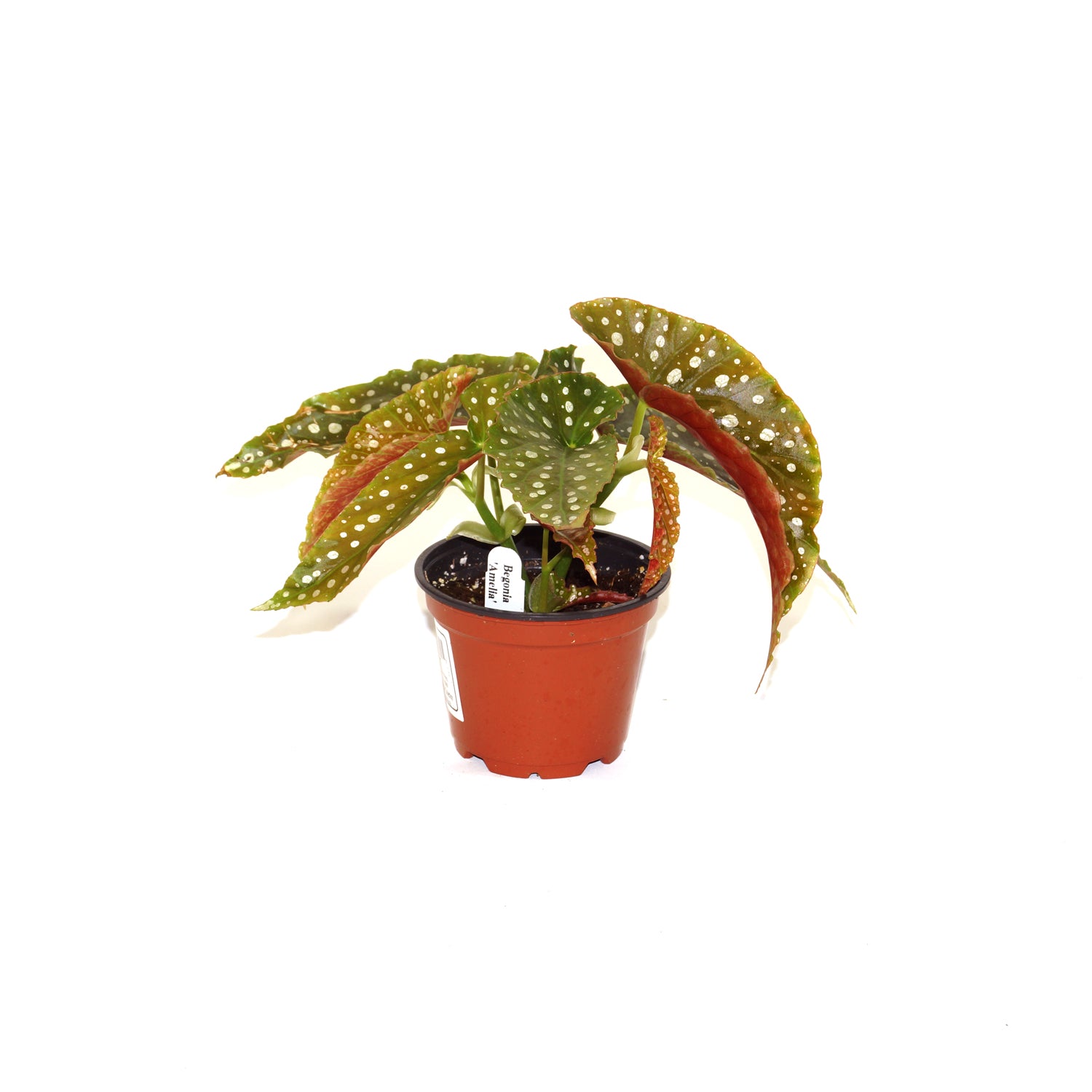 Begonia 'Amelia'