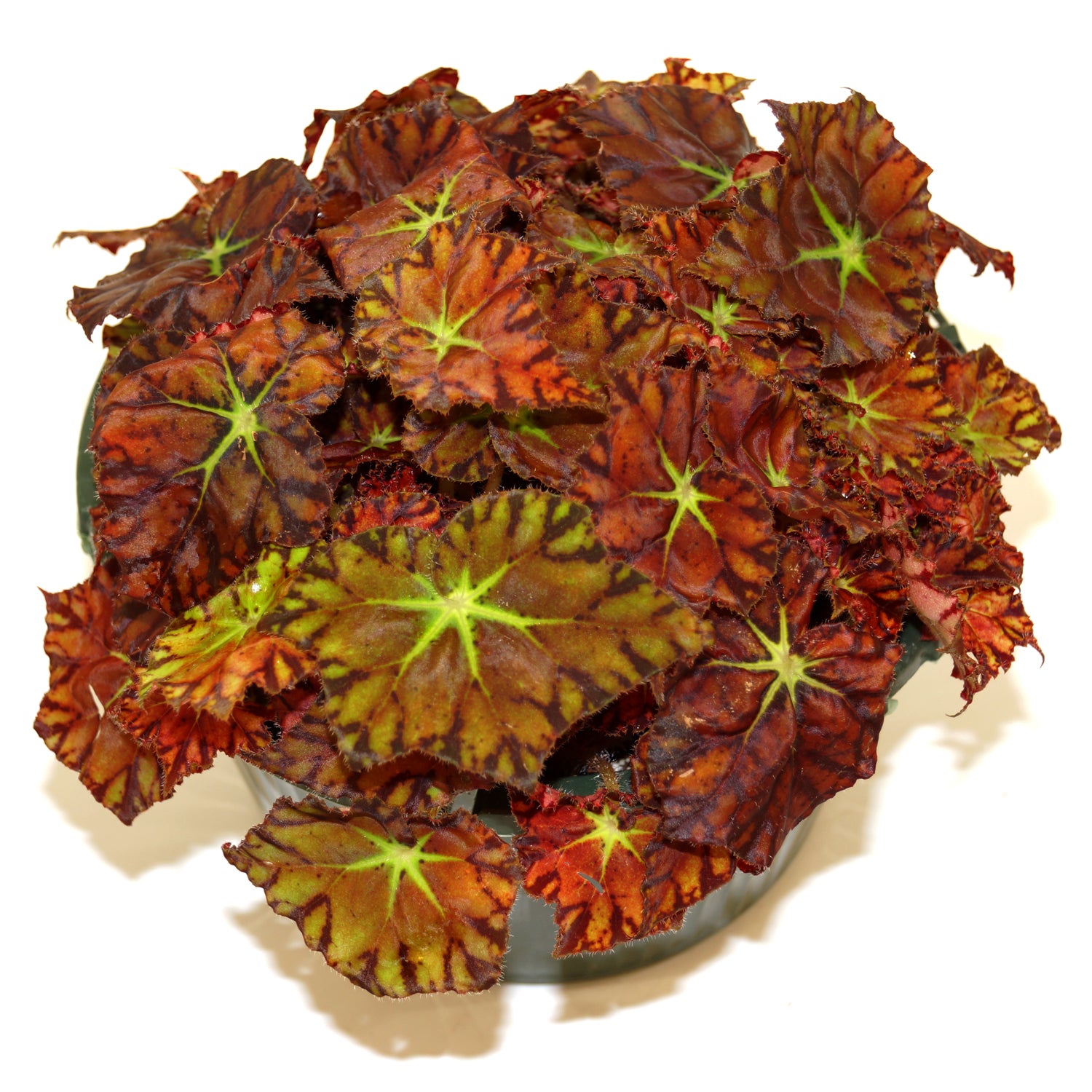 Begonia 'Amelia's Kaleidoscope'