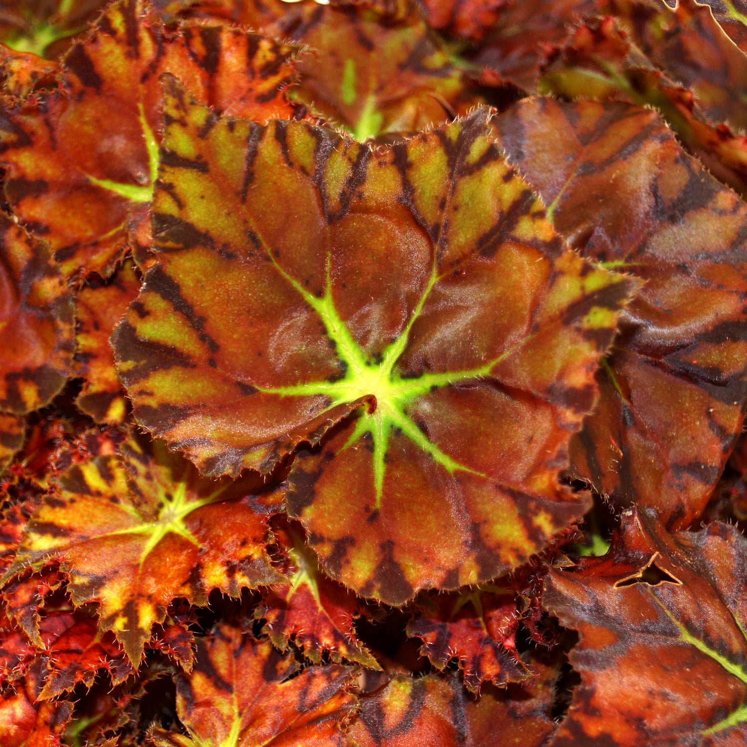 philodendron kaleidoscope Begonia 'Amelia's Kaleidoscope'