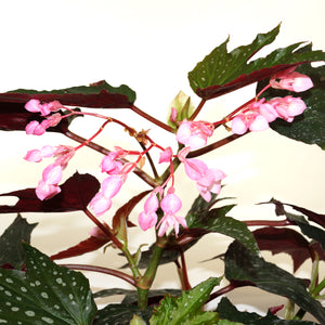 Begonia 'Angel Zack D'