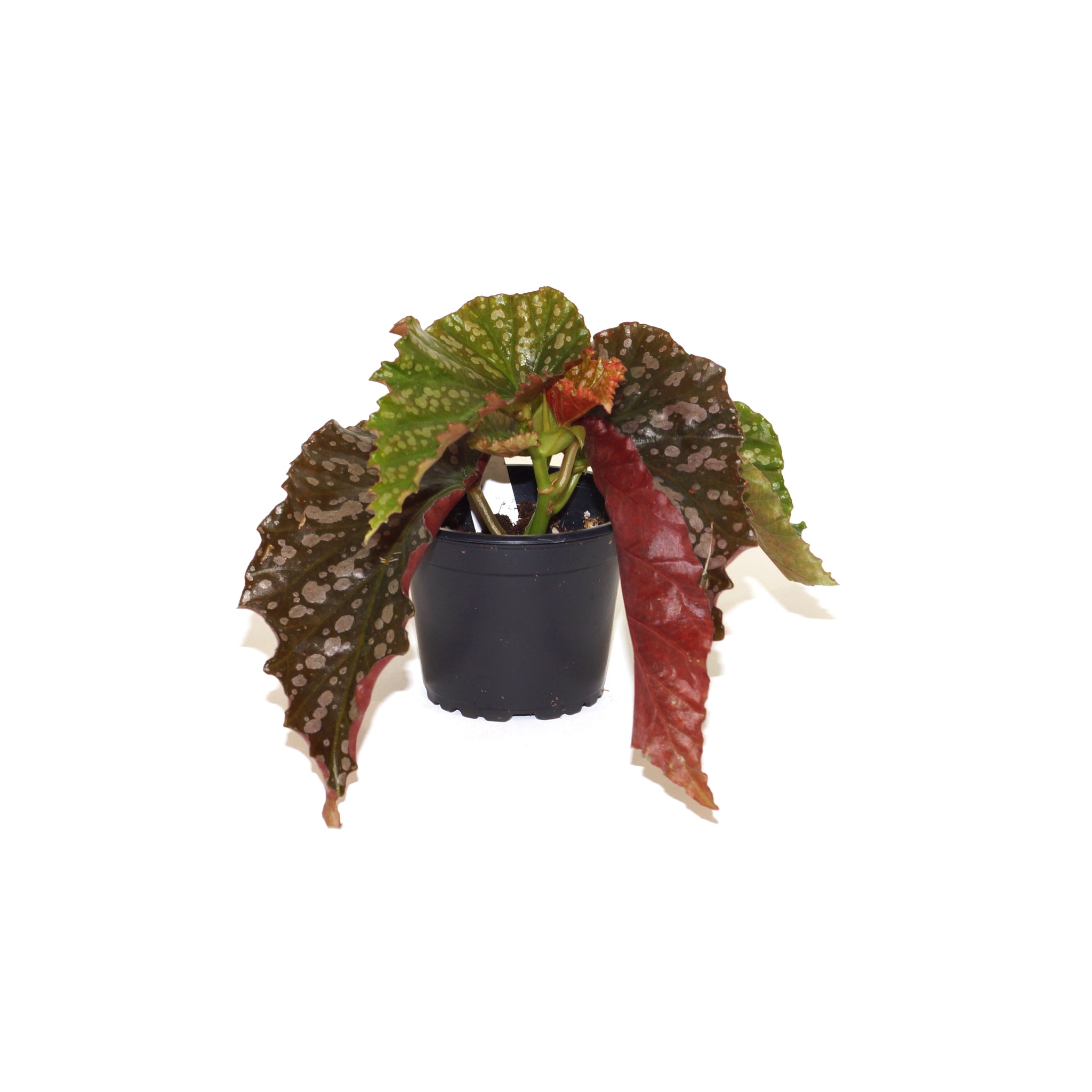 Begonia 'Beautiful Dreamer'