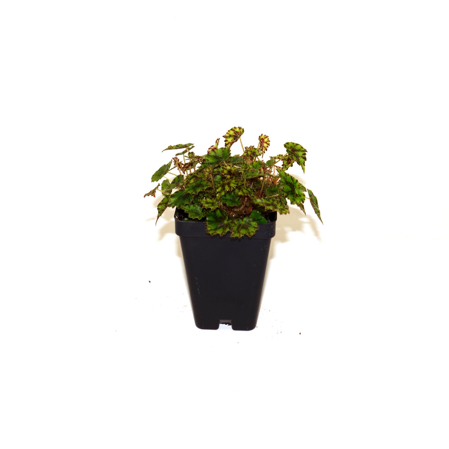 Begonia bowerae var. nigramarga (Eyelash Begonia)