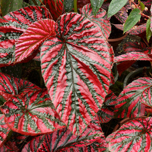 Begonia brevirimosa "Red Form"
