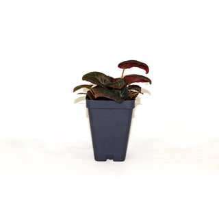 Begonia burkillii (Dark Form)