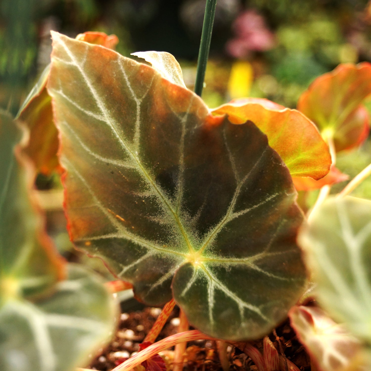 Begonia burkillii (Ryan's Form)