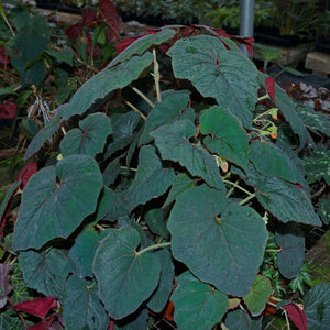 Begonia cathayana