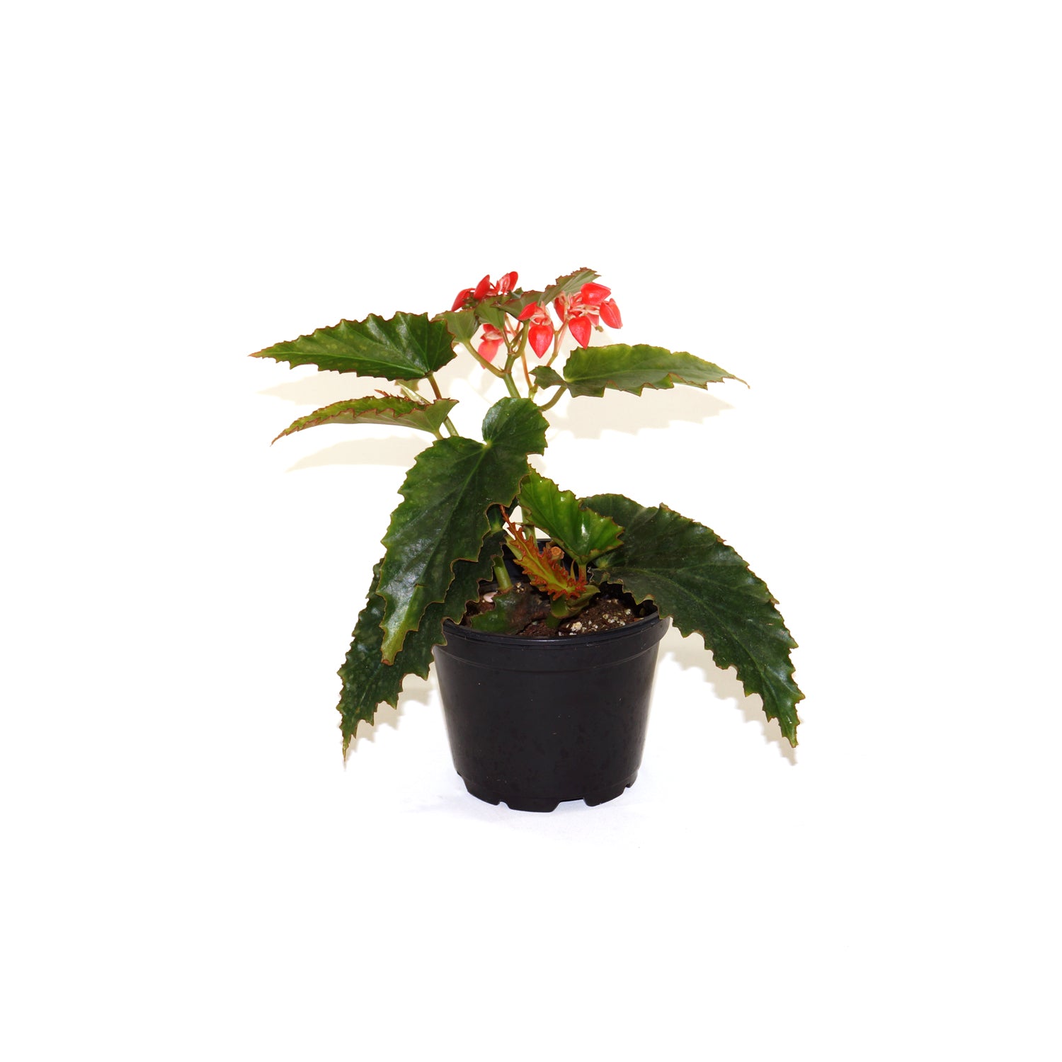 Begonia 'Dangling Cherrys'