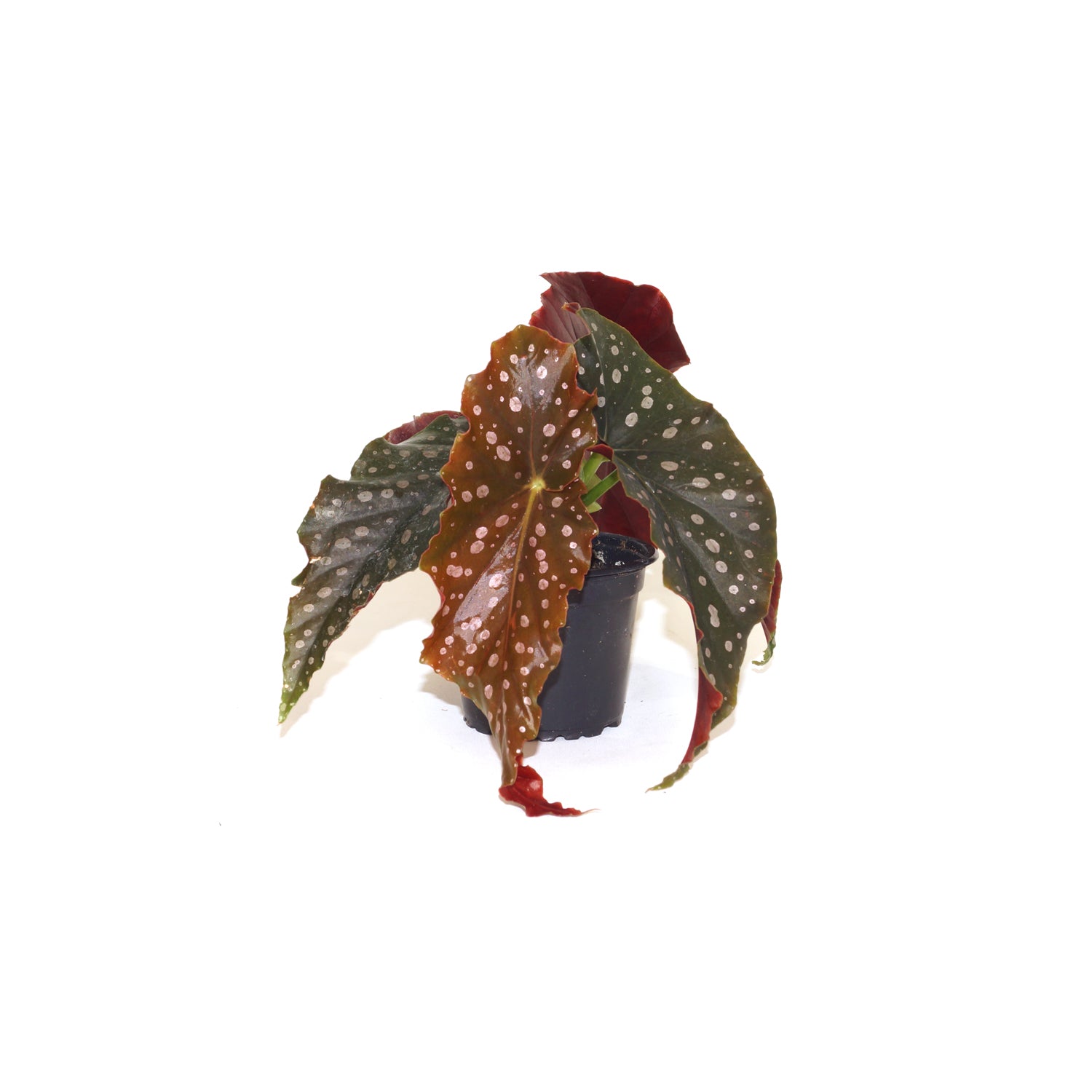 Begonia 'Donna'