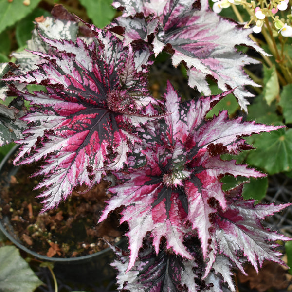 icicle succulent Begonia 'Harmony's Icicles' – Steve's Leaves