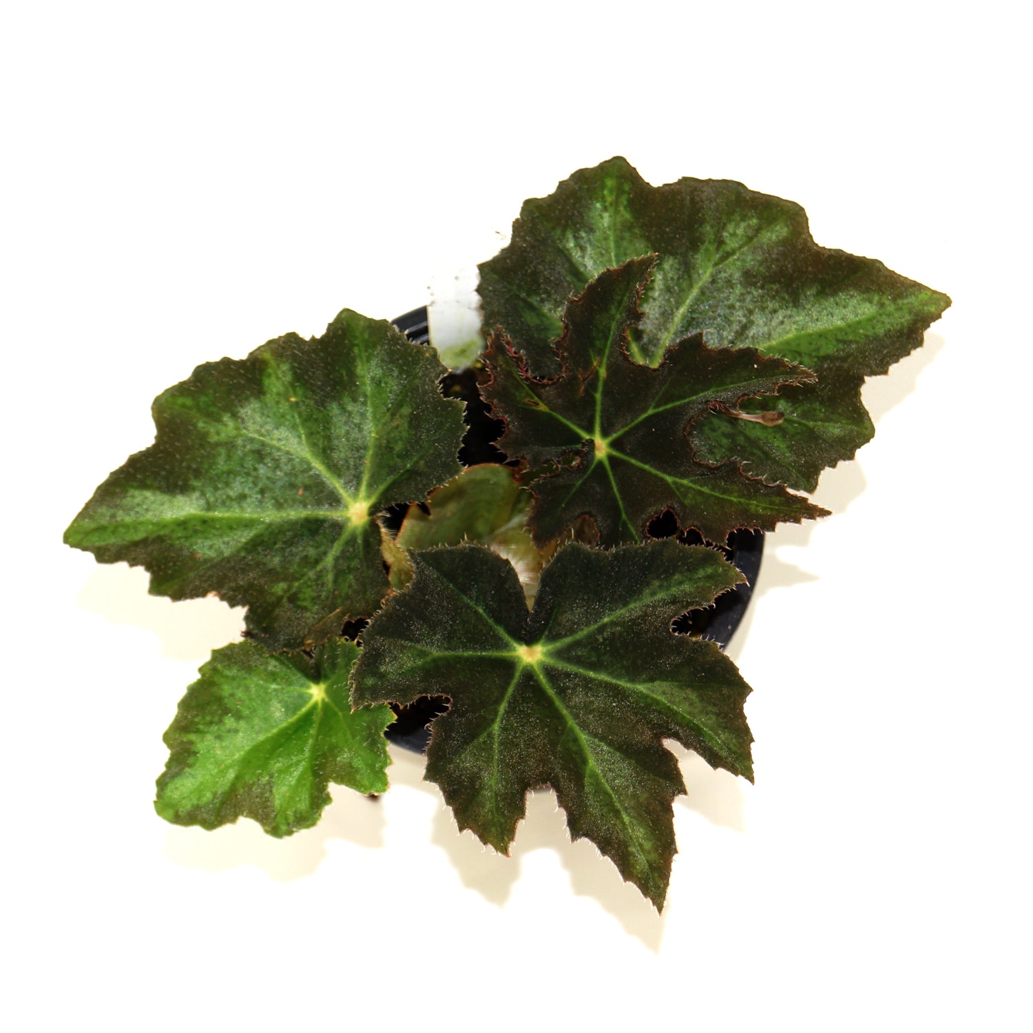 Begonia heracleifolia