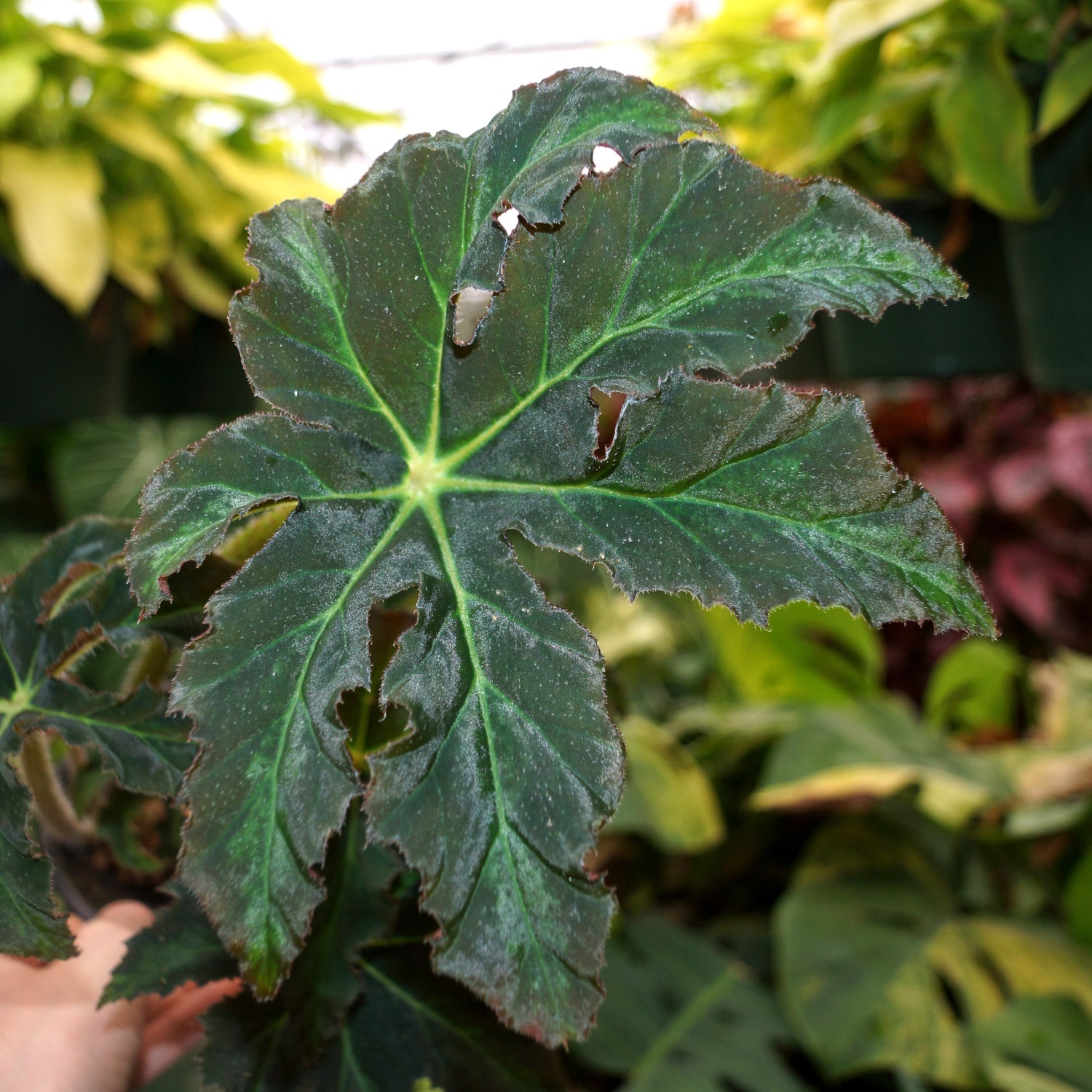 is begonia a succulent Begonia heracleifolia