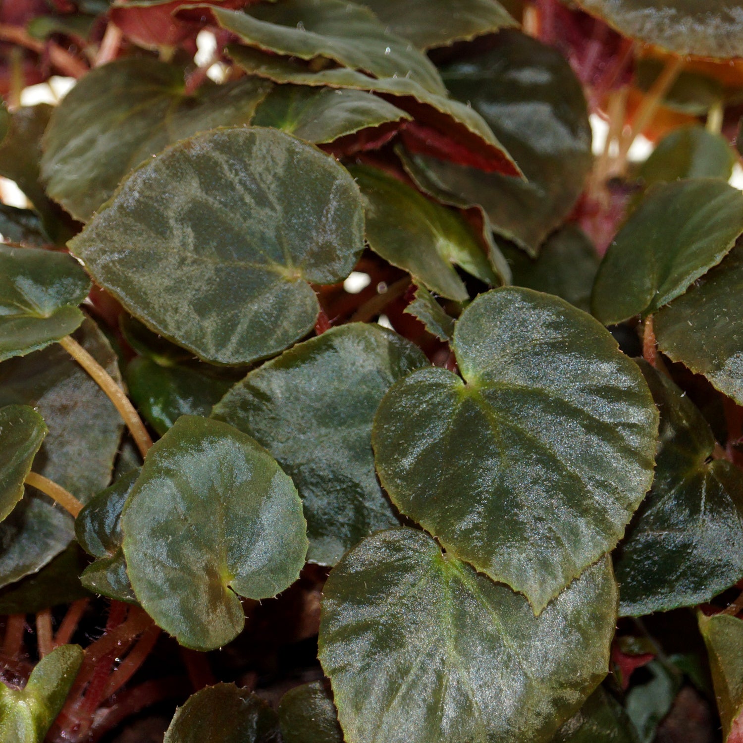 Begonia metachroa