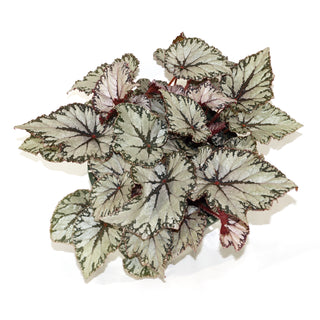 Begonia 'Judy Cook'