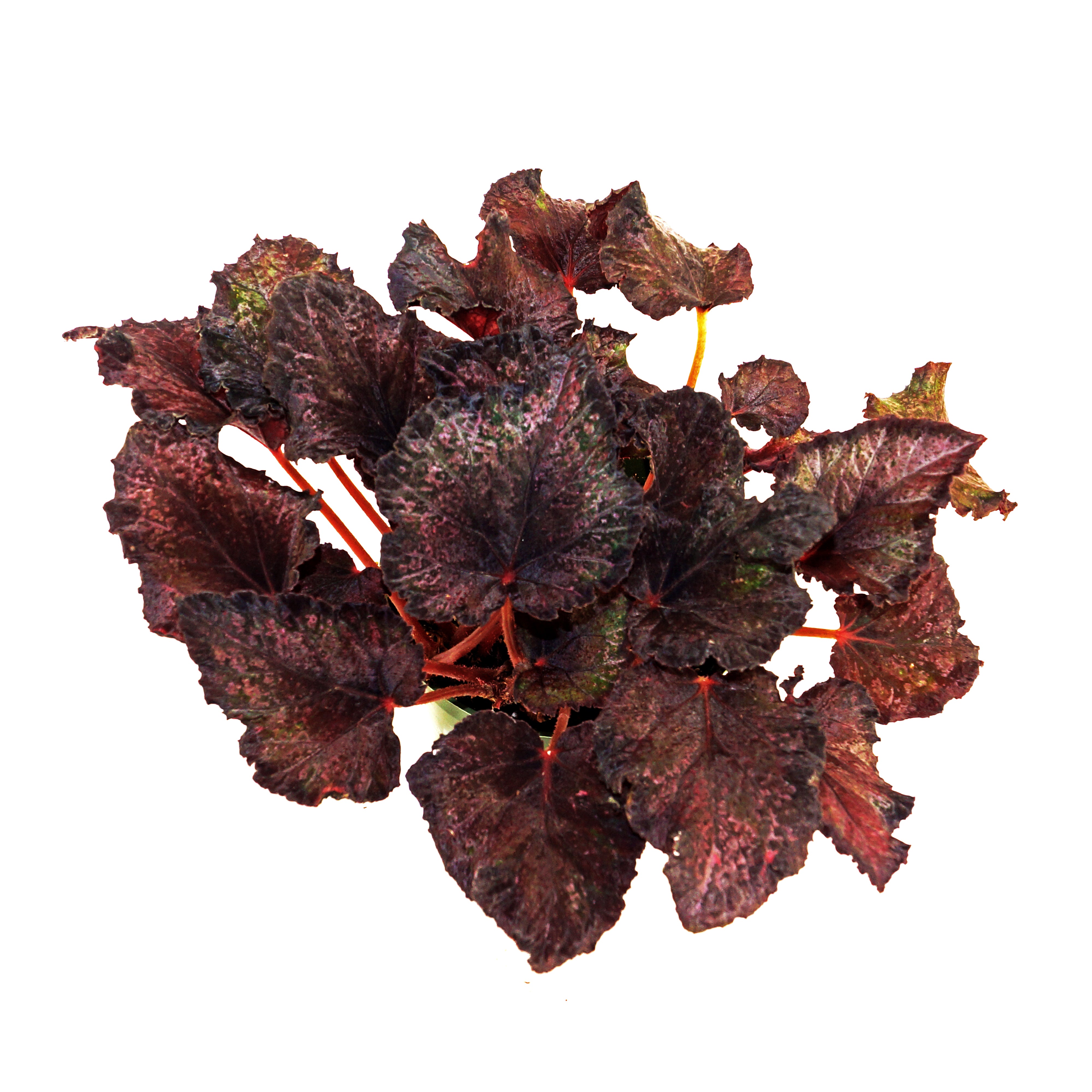 Begonia 'Orange Glow' – Steve's Leaves