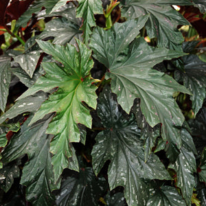 Begonia 'Lady Vanderwilt'