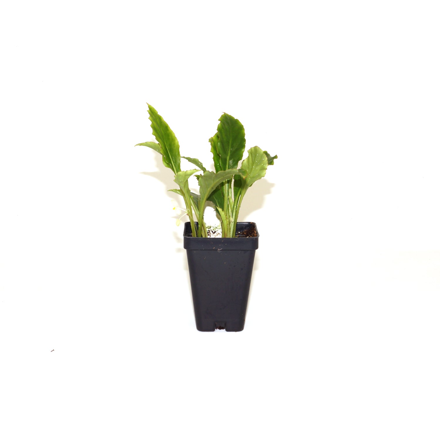 Begonia lanceolata