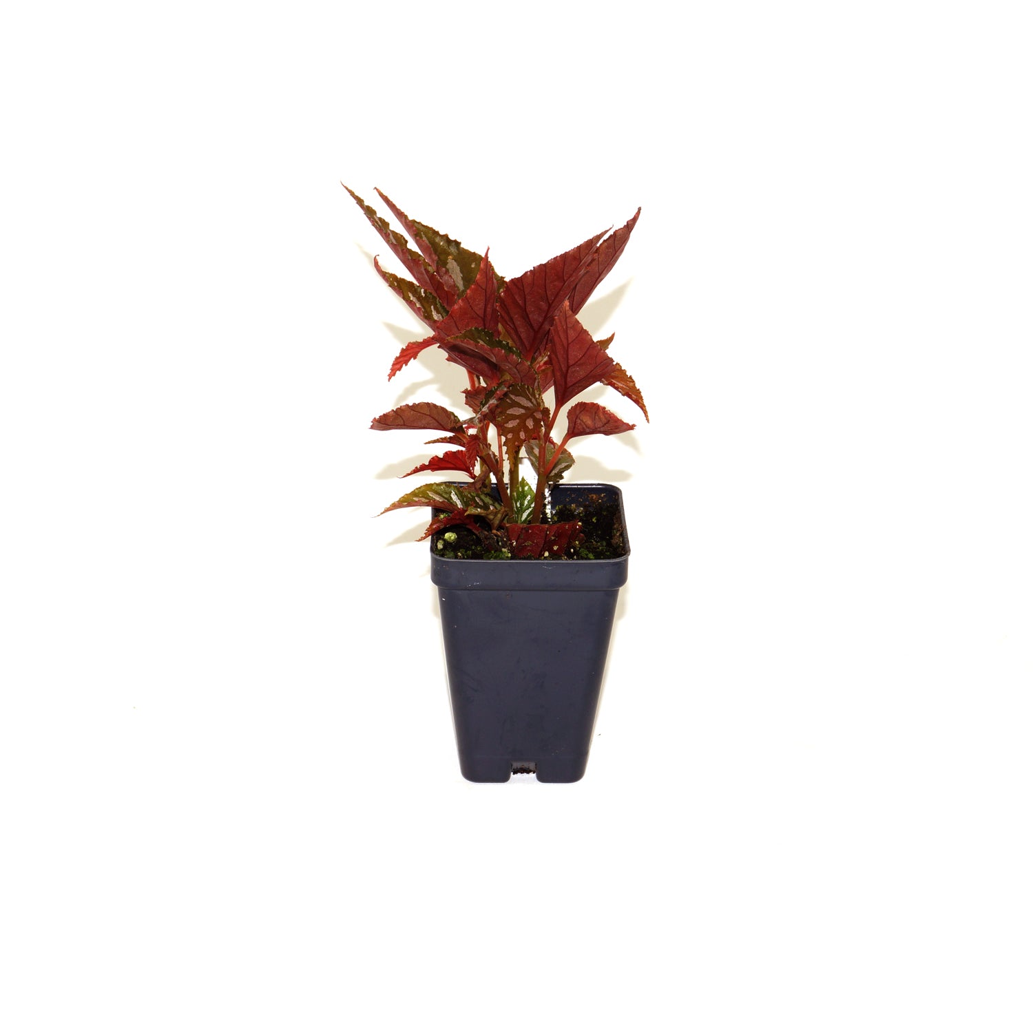 Begonia longimaculata