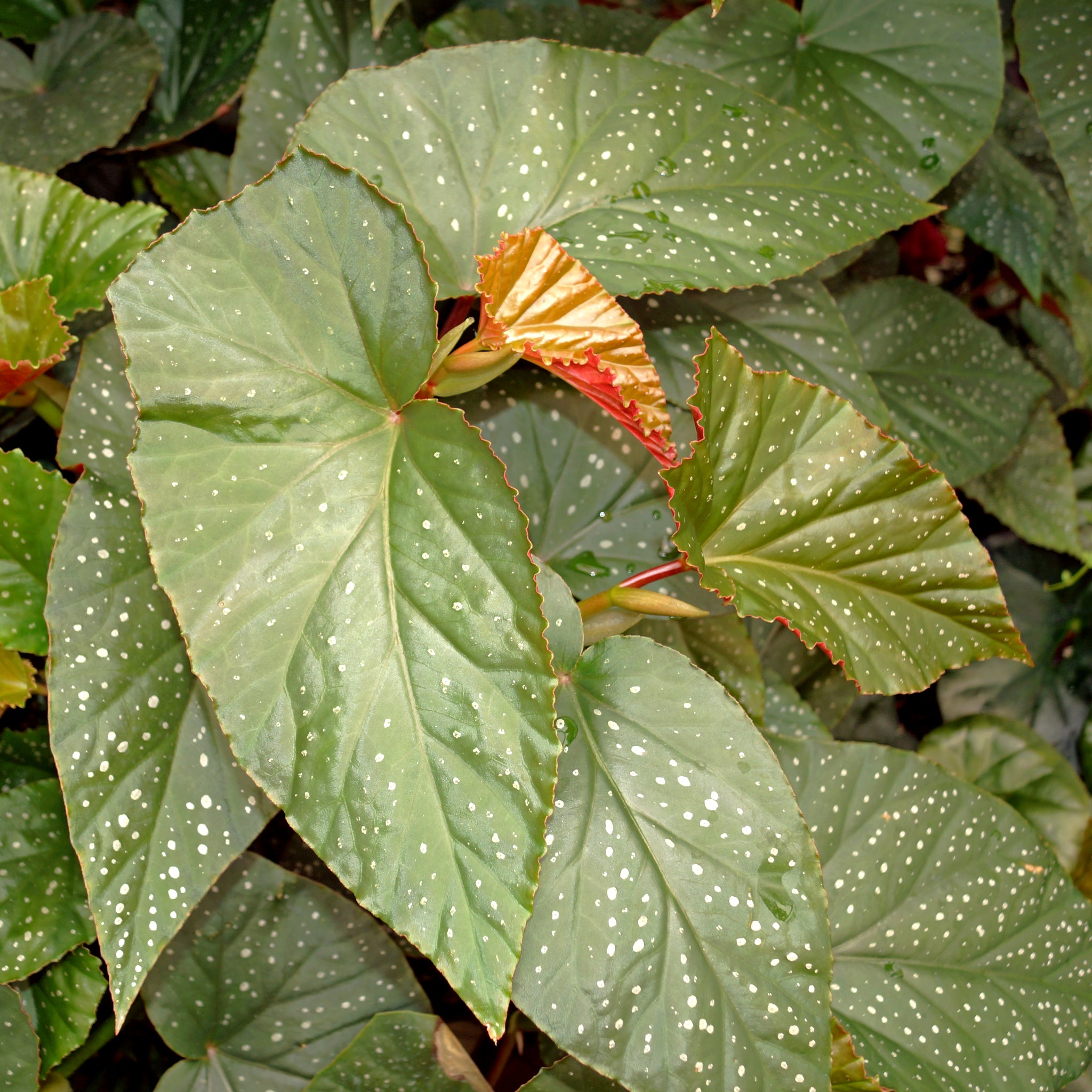 Begonia 'Lucerna'