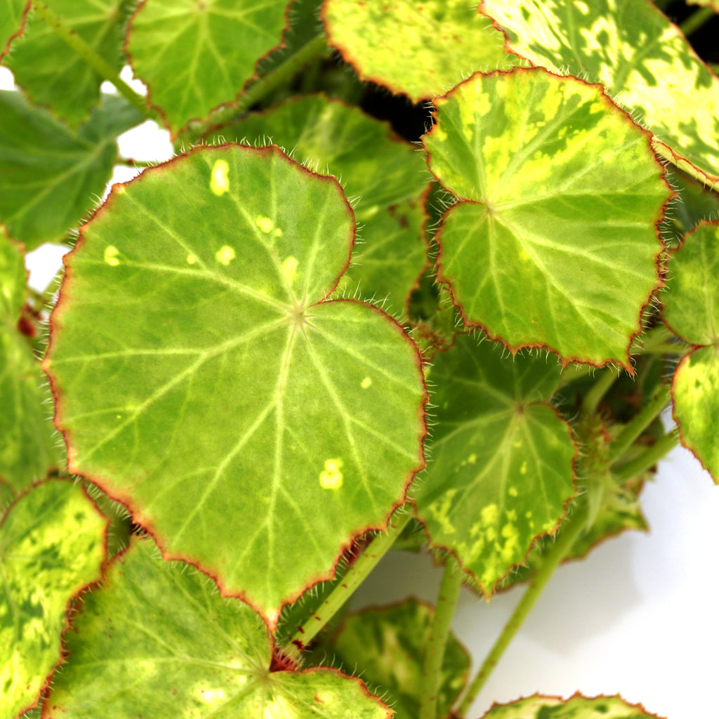 Begonia manicata aureo-maculata – Steve's Leaves