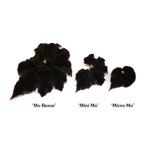 Begonia 'Micro Mo'