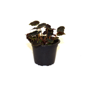 Begonia 'Micro Mo'