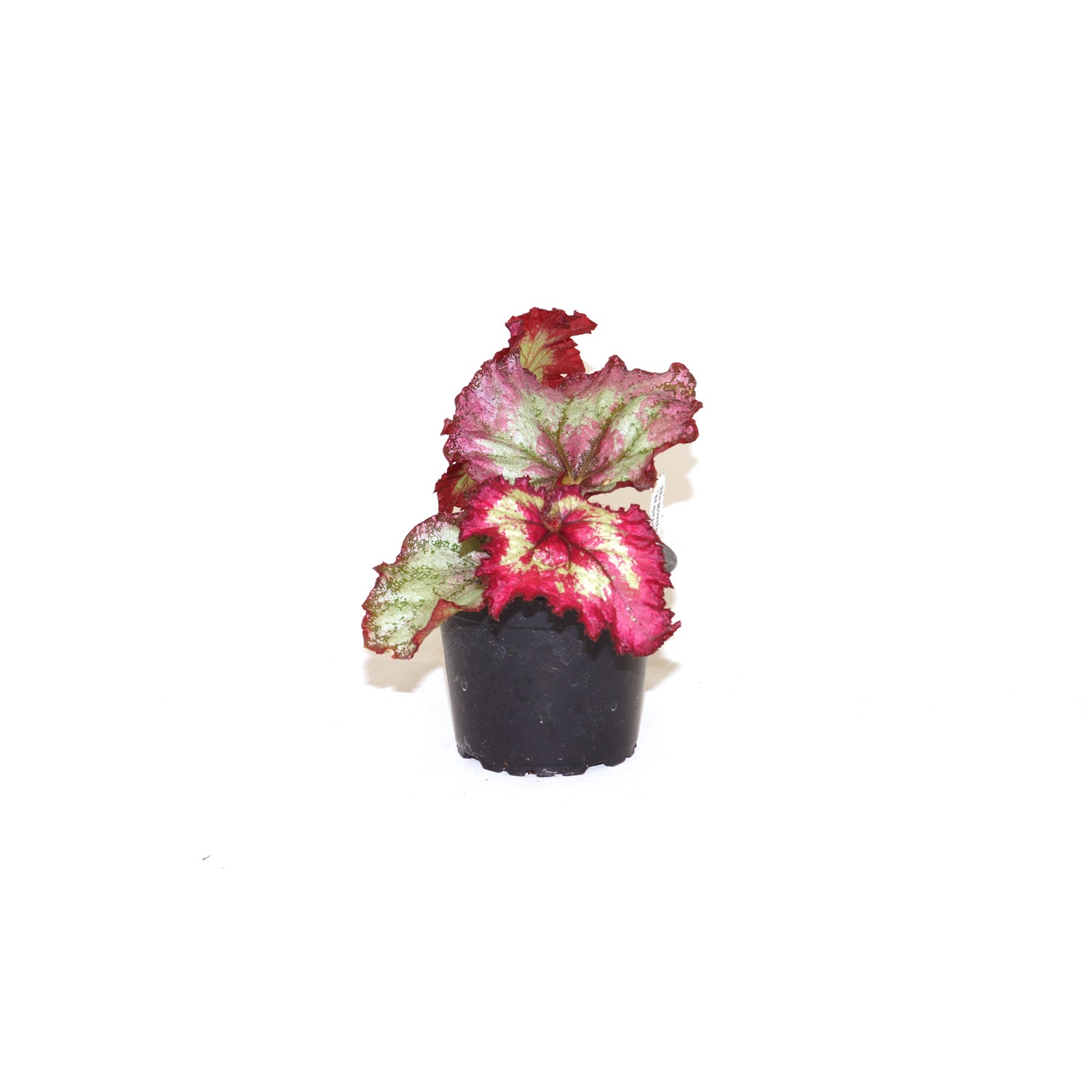 Begonia 'Raspberry Torte'