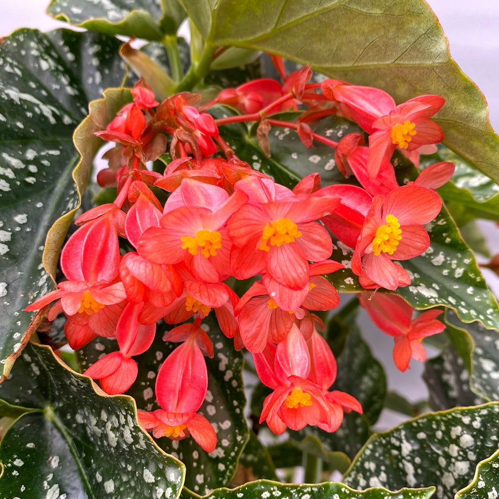 Begonia 'Spring Fling' – Steve's Leaves
