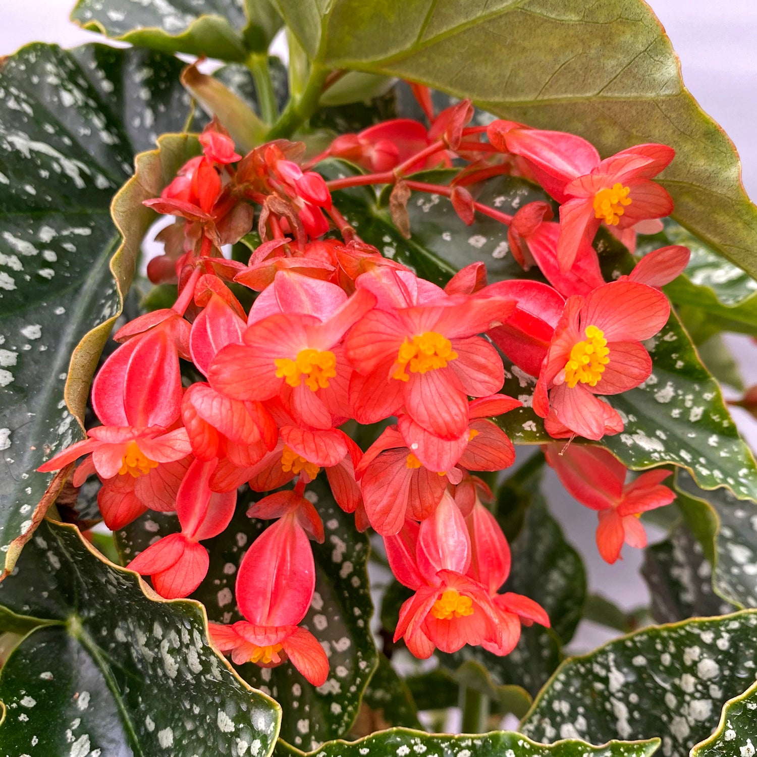 Begonia 'Spring Fling'