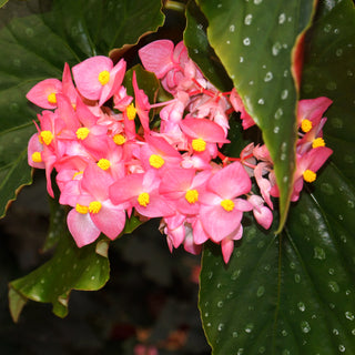 Begonia 'Steve's Leaves Essence de Rose'