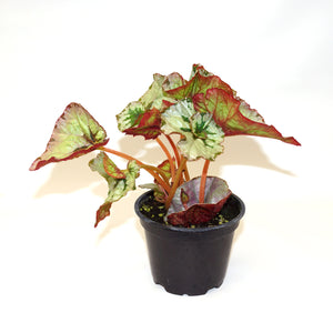 Begonia 'Steve's Leaves Helixopotamus'