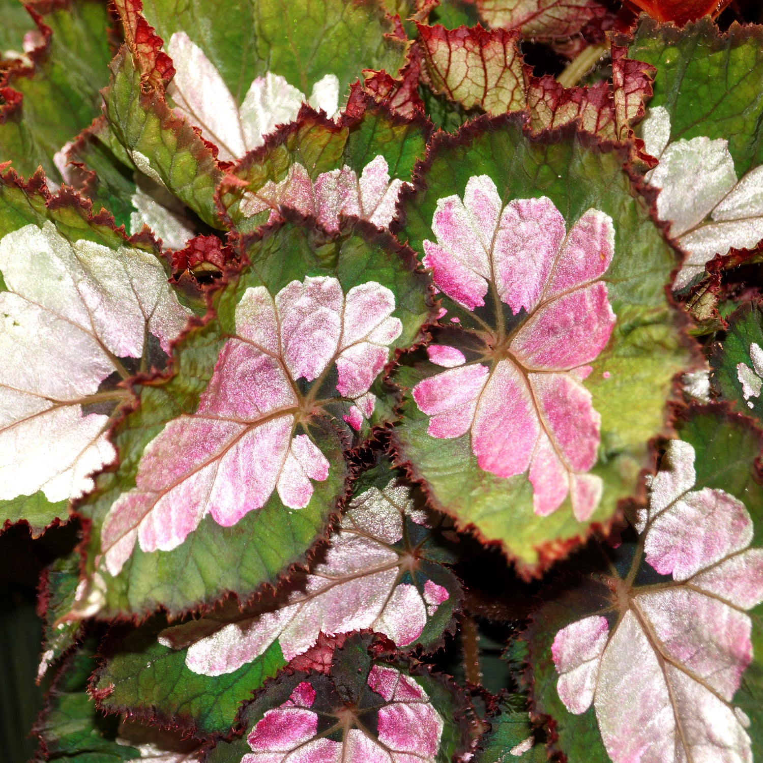 Begonia 'Steve's Leaves Pearly'