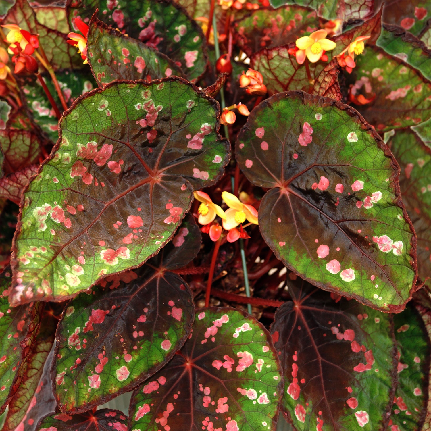 Begonia 'Steve's Leaves Yellow Jacket'